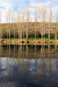 river Ter, reflections of the trees in its path by Roda, Catalonia, Spain