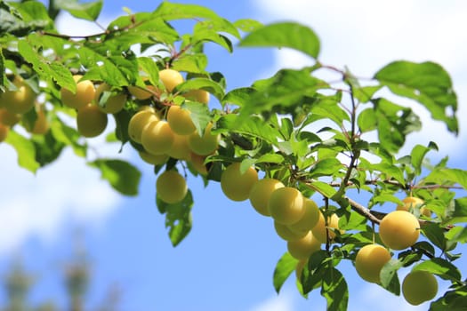 ripe mirabelle plums (Prunus domestica) on the tree against blue sky