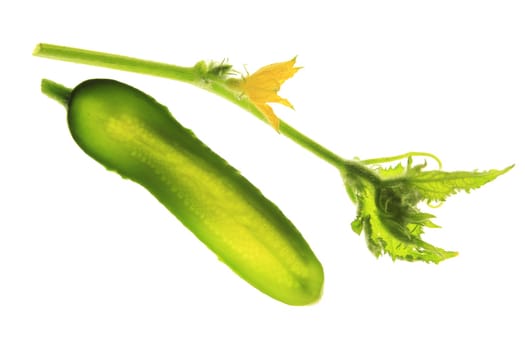 Cucumber (Cucumis sativus),isolated against a white background with a flowering tendril