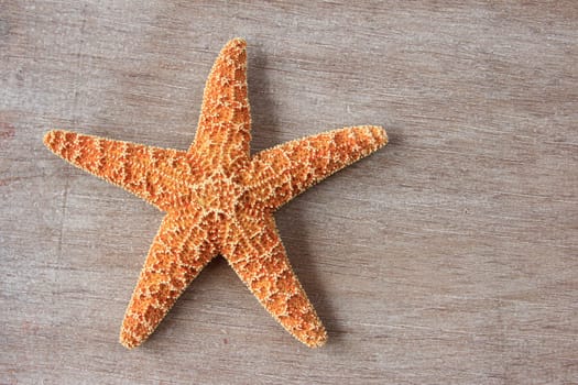 Starfish (Asterias rubens) from the North Sea,dried,decorative on old wooden board