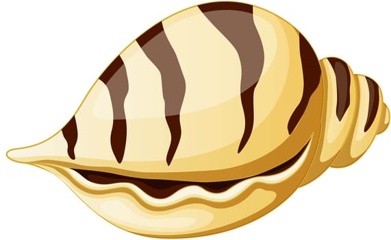 illustration of sea shell on white