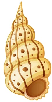 illustration of sea shell on white