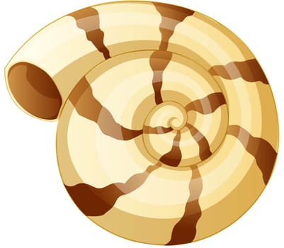 illustration of snail shell on white