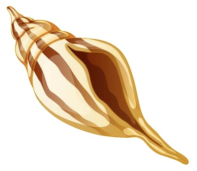 illustration of sea shell on white
