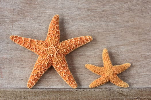 Two starfish (Asterias rubens) from the North Sea,dried,decorative on an old wooden board