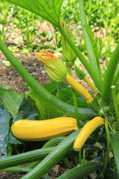 Zucchini plant (Cucurbite pepo) with yellow fruits in the garden bed - full botanical name: Cucurbita pepo subsp. pepo convar. Giromontiina.