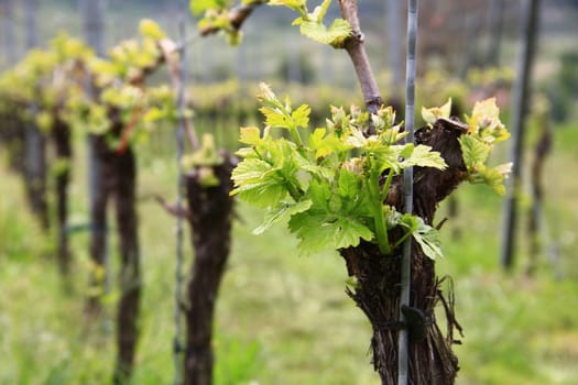 Sprouting of grapevines (Vitis vinifera) in spring,Kaiserstuhl,Baden-Württemberg,Germany