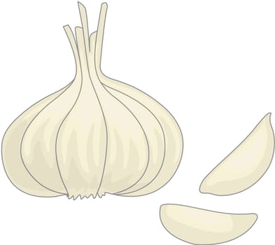 illustration of garlic one white