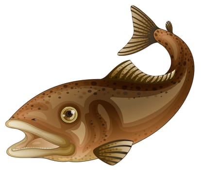Detailed fish illustration on white