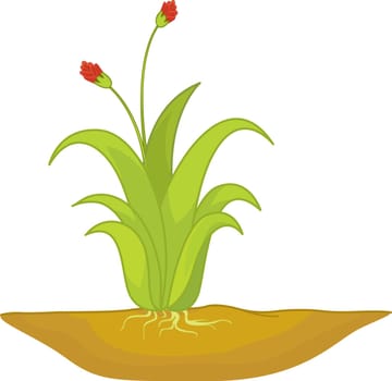 Plant in ground with red blossoms