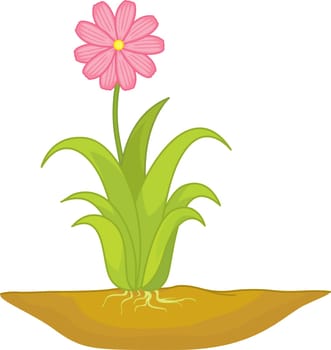 Wide pink flower growing in the ground