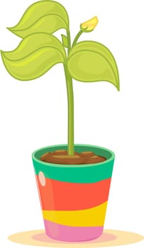 Budding yellow flower in colourful plant pot