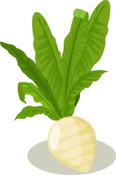 A questionable white vegetable raddish