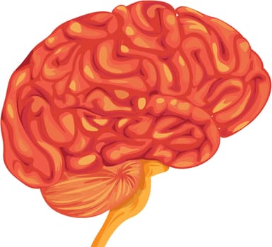 illustration of brain on white