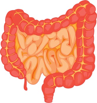 illustration of intestine on white