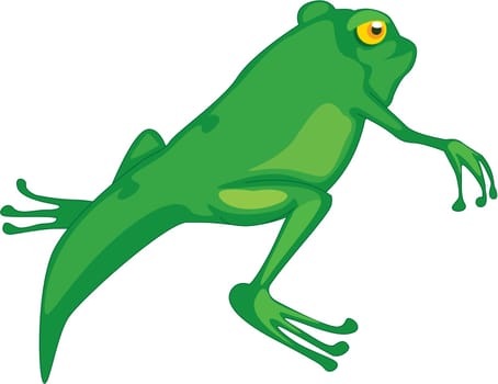 Illustration of  a cartoon frog on white