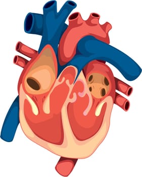 illustration of heart on white