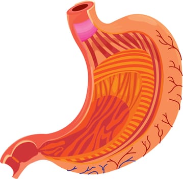 illustration of stomach on white