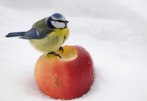 - Apples