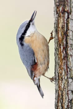 The nuthatch (Sittidae)