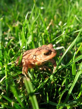 Young brown common toad sitting in the green grass.
