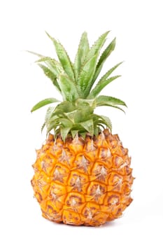 ripe fresh baby pineapple