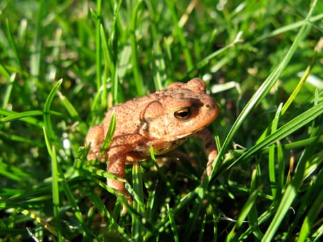 Young brown common toad sitting in the green grass.