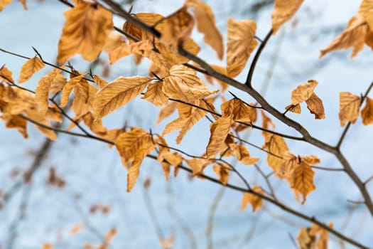 Autumn Leaf Bokeh