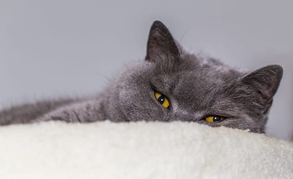 Tired Cat Lying Down - British Shorthair