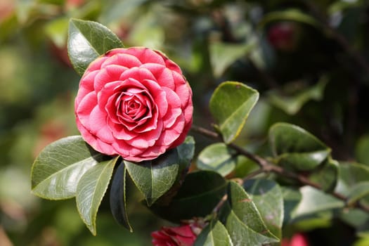 Details of a blossoming camellia branch in spring.
