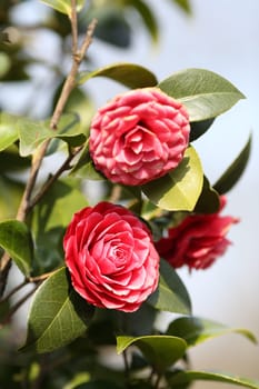 Details of a blossoming camellia branch in spring.