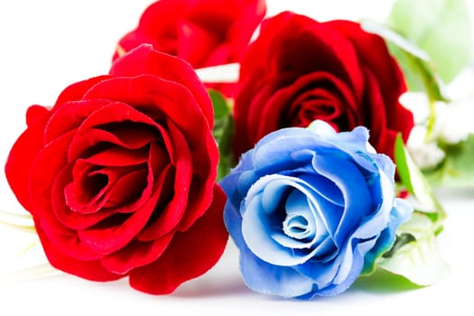 Red and blue roses on a white background