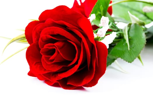 red rose on a white background