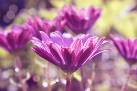 Gerbera Daisies