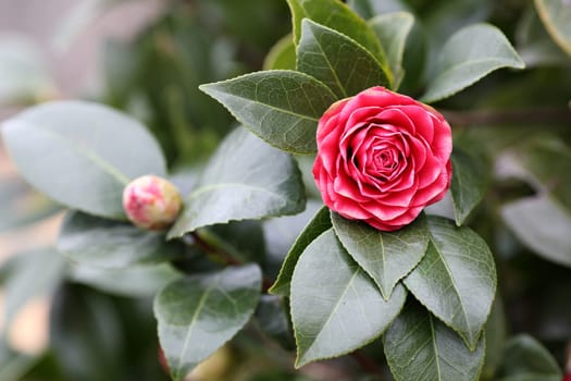 Details of a blossoming camellia branch in spring.