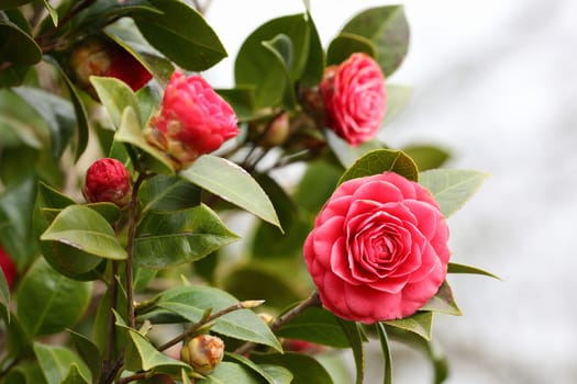 Details of a blossoming camellia branch in spring.