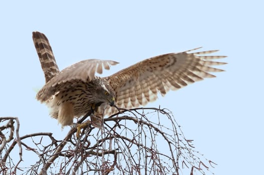 Buteo Buteo - The Common Buzzard - Wildlife
