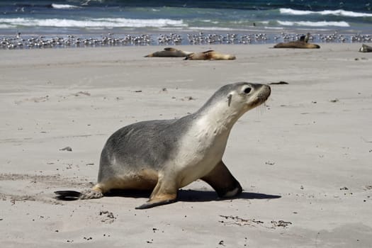 Australian sea lion on Kangaroo Island. South Australia