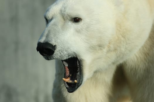 Polar bear