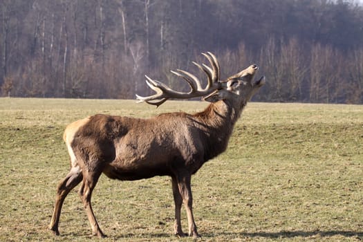 Red deer