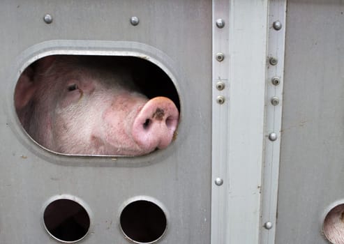 Animal transport in Alberta. Canada