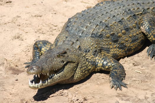 Crocodile in Botswana