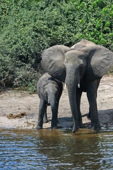 Elephants on the Chobe River in Botswana