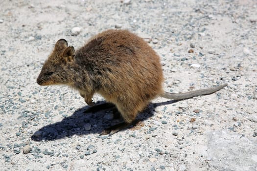 Quokka on Rottnest Island. Wa