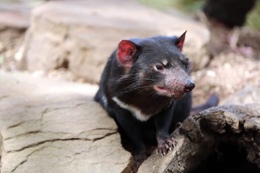 Tasmanian devil in Tasmania. Australia