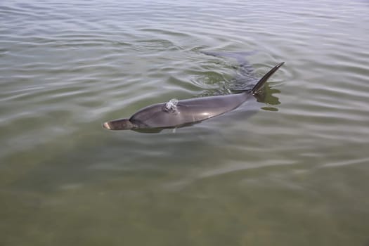 Dolphin in Western Australia