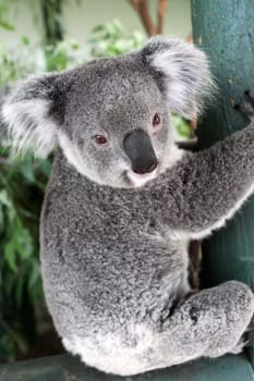 Koala