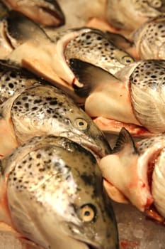 Fish heads. Sydney Fish Market