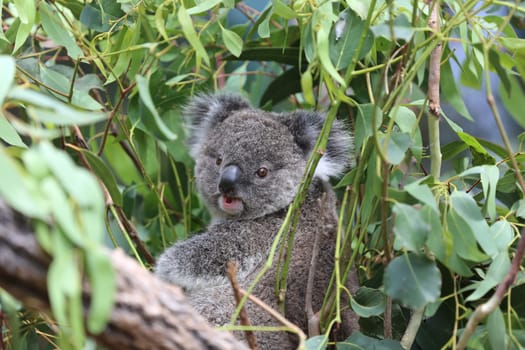 Koala