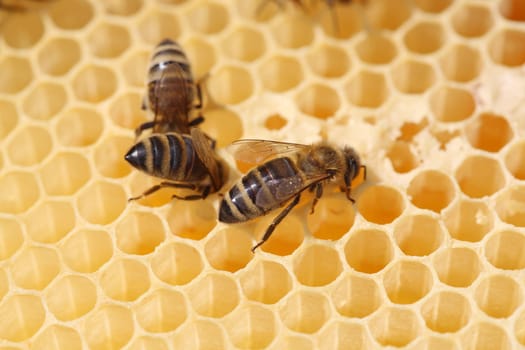 Bees